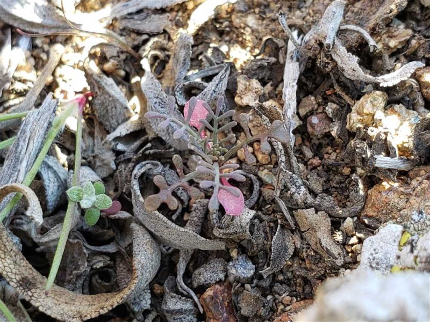 Catalina Island Rare Plants