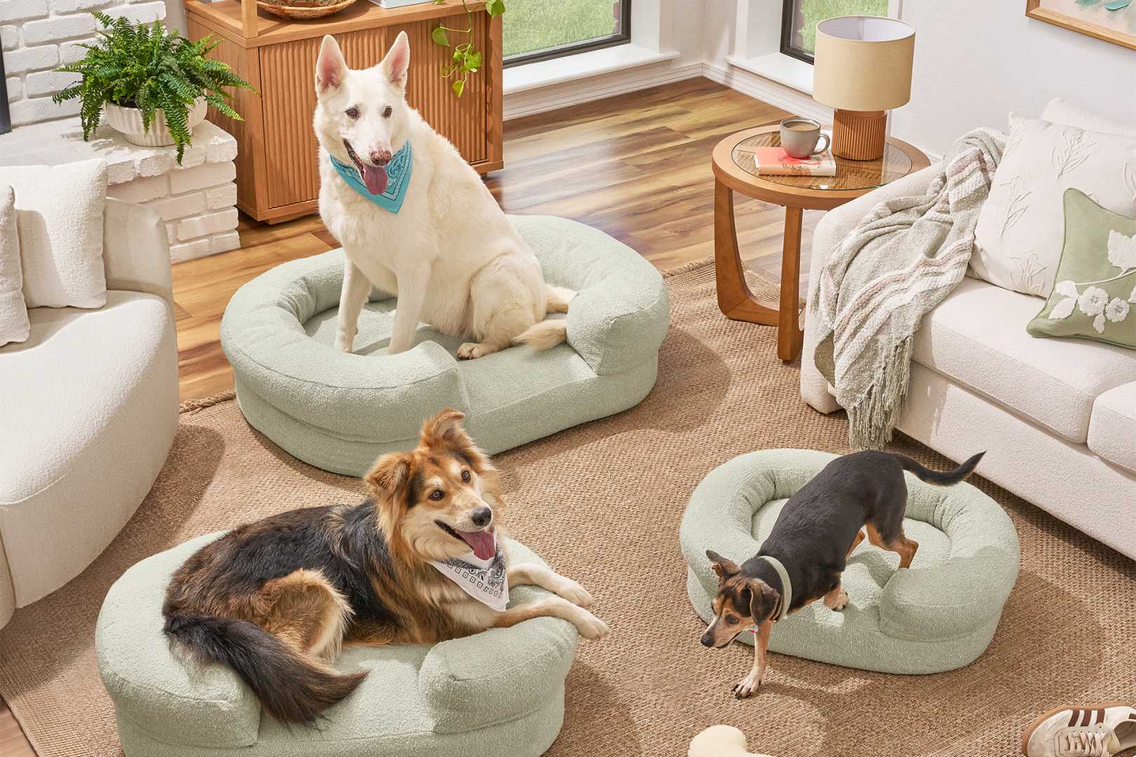 Drew Barrymore Walmart Pet Products