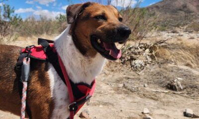 El Paso Bark Wars Cinco De Mayo Events