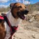 El Paso Bark Wars Cinco De Mayo Events