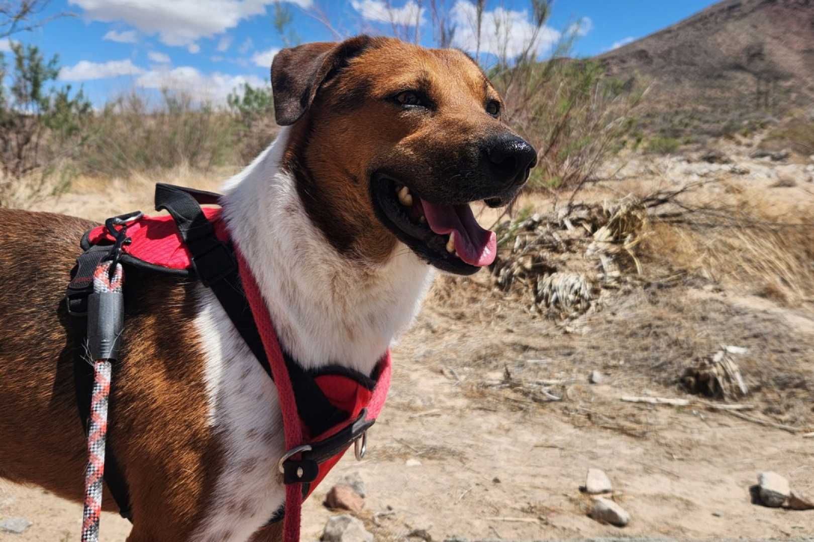 El Paso Bark Wars Cinco De Mayo Events