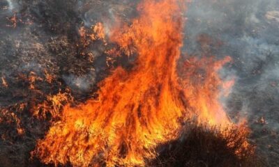 Encino Brush Fire