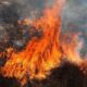 Encino Brush Fire