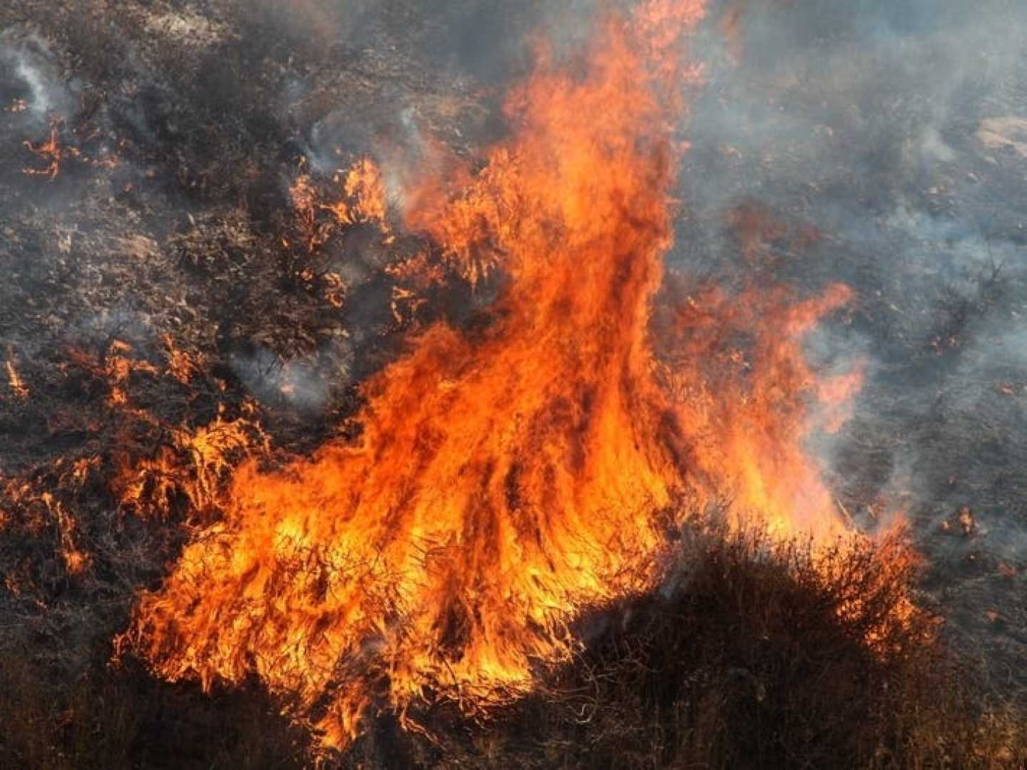 Encino Brush Fire
