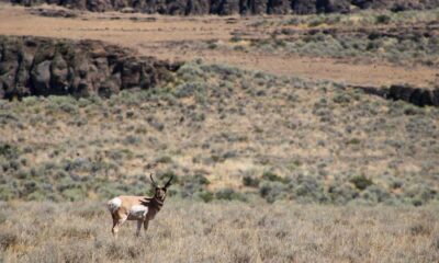Federal Land Sale Nevada Utah