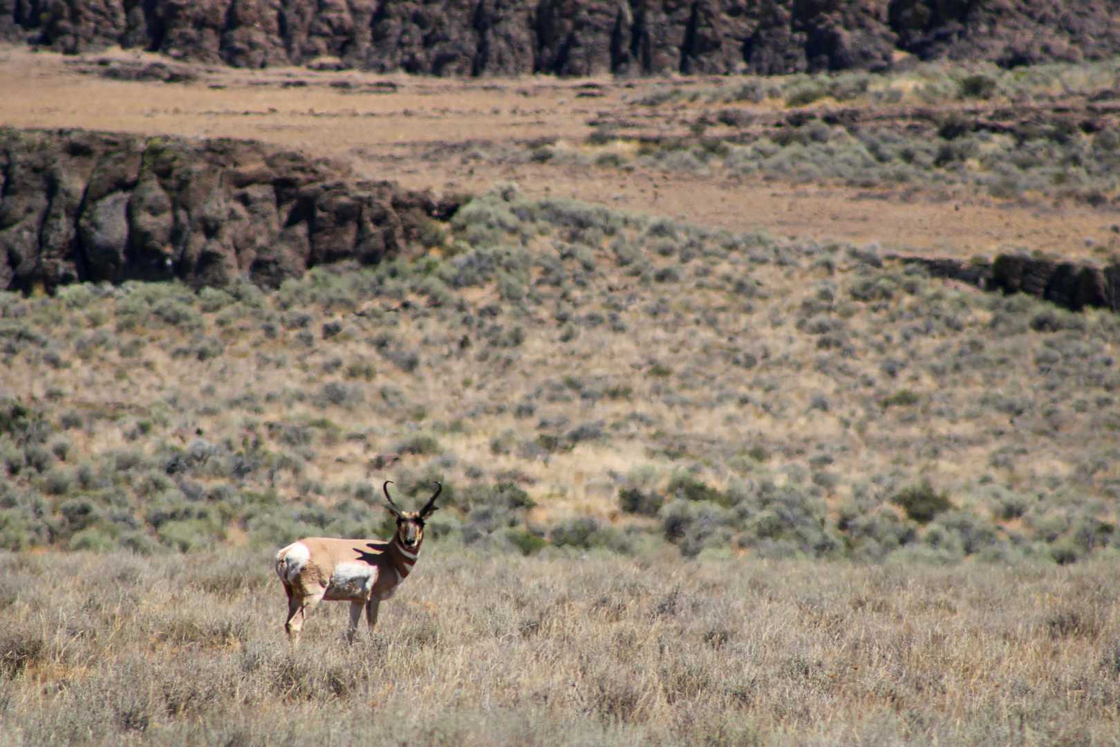 Federal Land Sale Nevada Utah