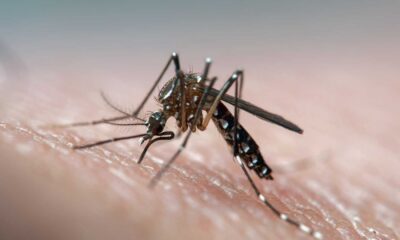 Fiji Dengue Fever Mosquito Warning