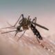 Fiji Dengue Fever Mosquito Warning