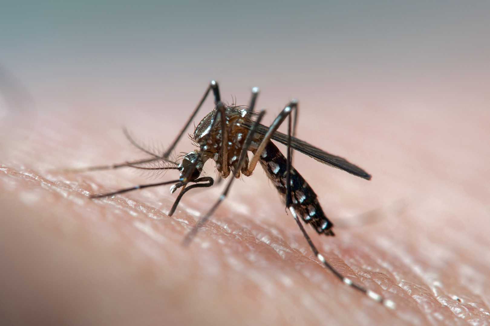 Fiji Dengue Fever Mosquito Warning
