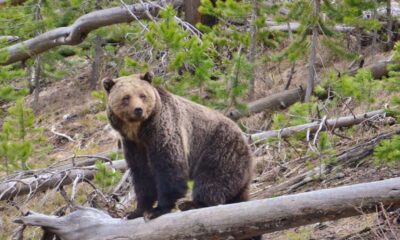 Grizzly Bear Relocation Wyoming
