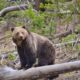 Grizzly Bear Relocation Wyoming