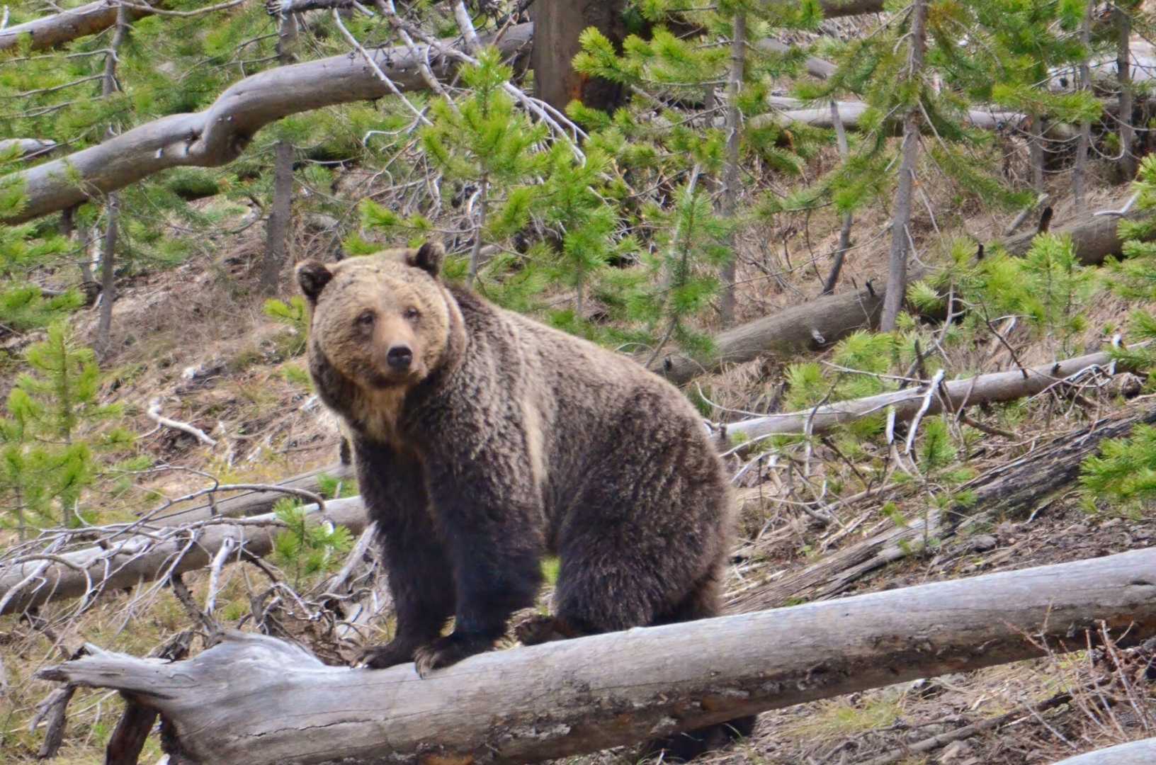 Grizzly Bear Relocation Wyoming
