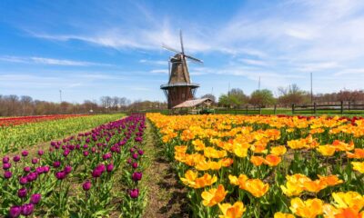 Holland Tulip Time Festival 2025 Images