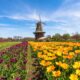 Holland Tulip Time Festival 2025 Images