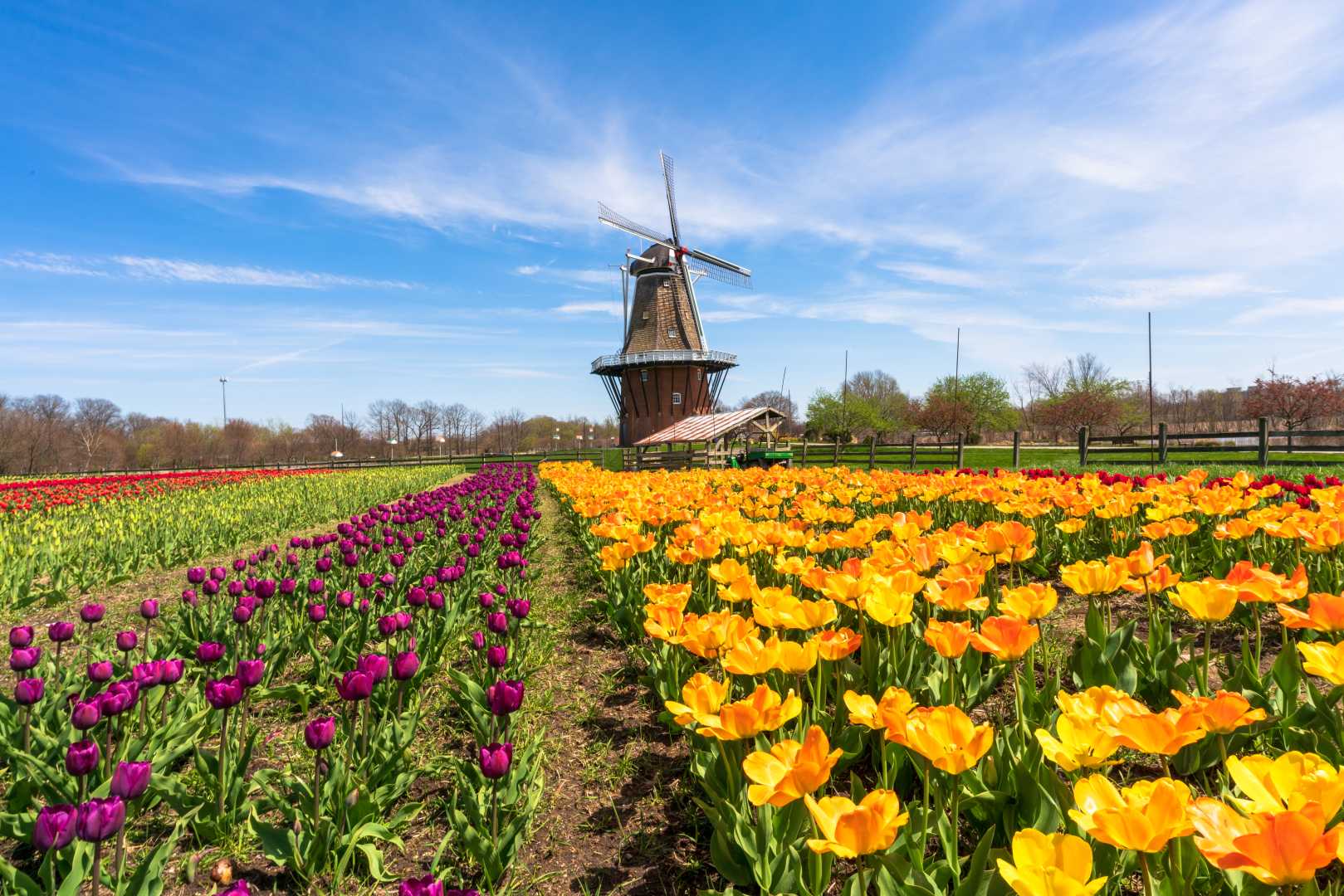 Holland Tulip Time Festival 2025 Images