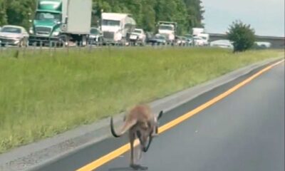 Kangaroo On Highway Alabama