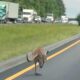 Kangaroo On Highway Alabama