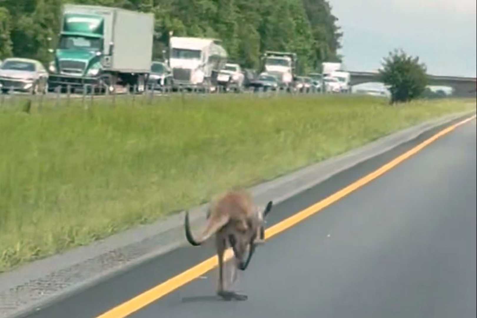 Kangaroo On Highway Alabama