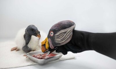 King Vulture Chick At Bronx Zoo