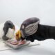 King Vulture Chick At Bronx Zoo