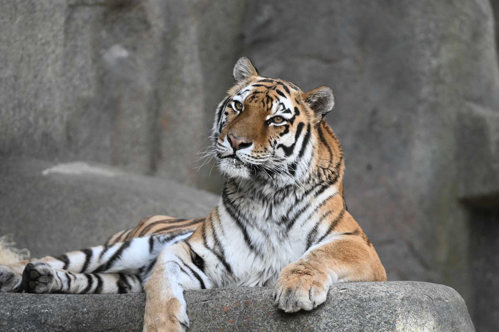Malena Amur Tiger Brookfield Zoo