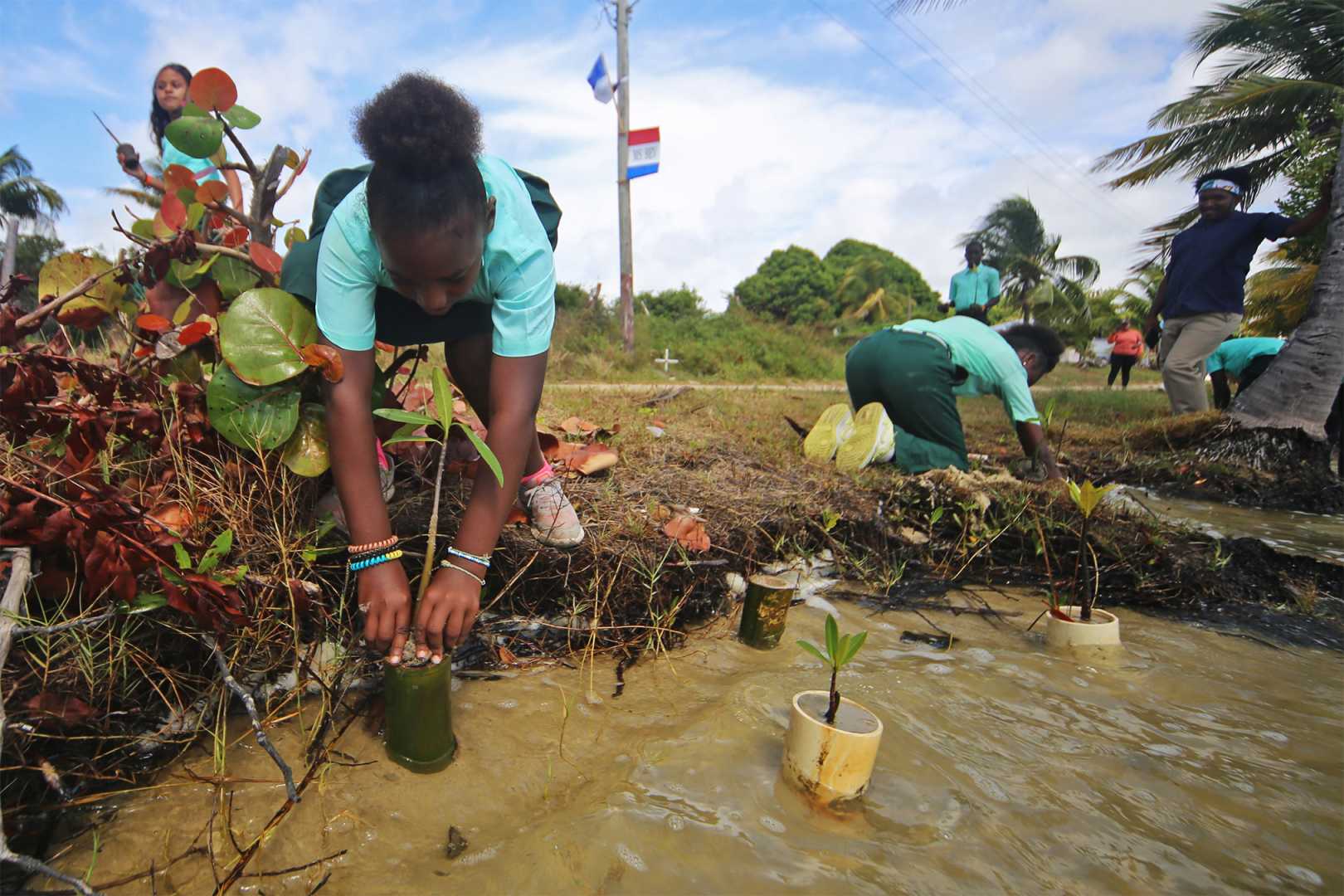 Mangrove Seedlings Belize Coastal Restoration