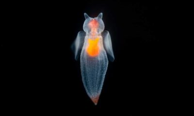 Monterey Bay Aquarium Sea Creatures Exploration