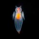 Monterey Bay Aquarium Sea Creatures Exploration