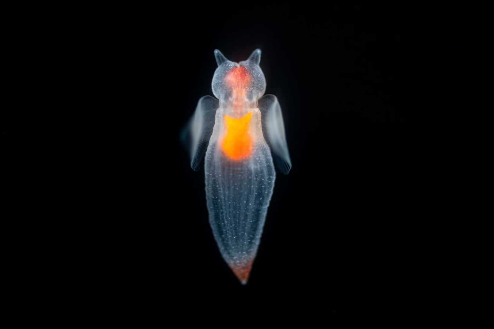 Monterey Bay Aquarium Sea Creatures Exploration