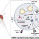 Mrna Vaccine Technology Research Singapore