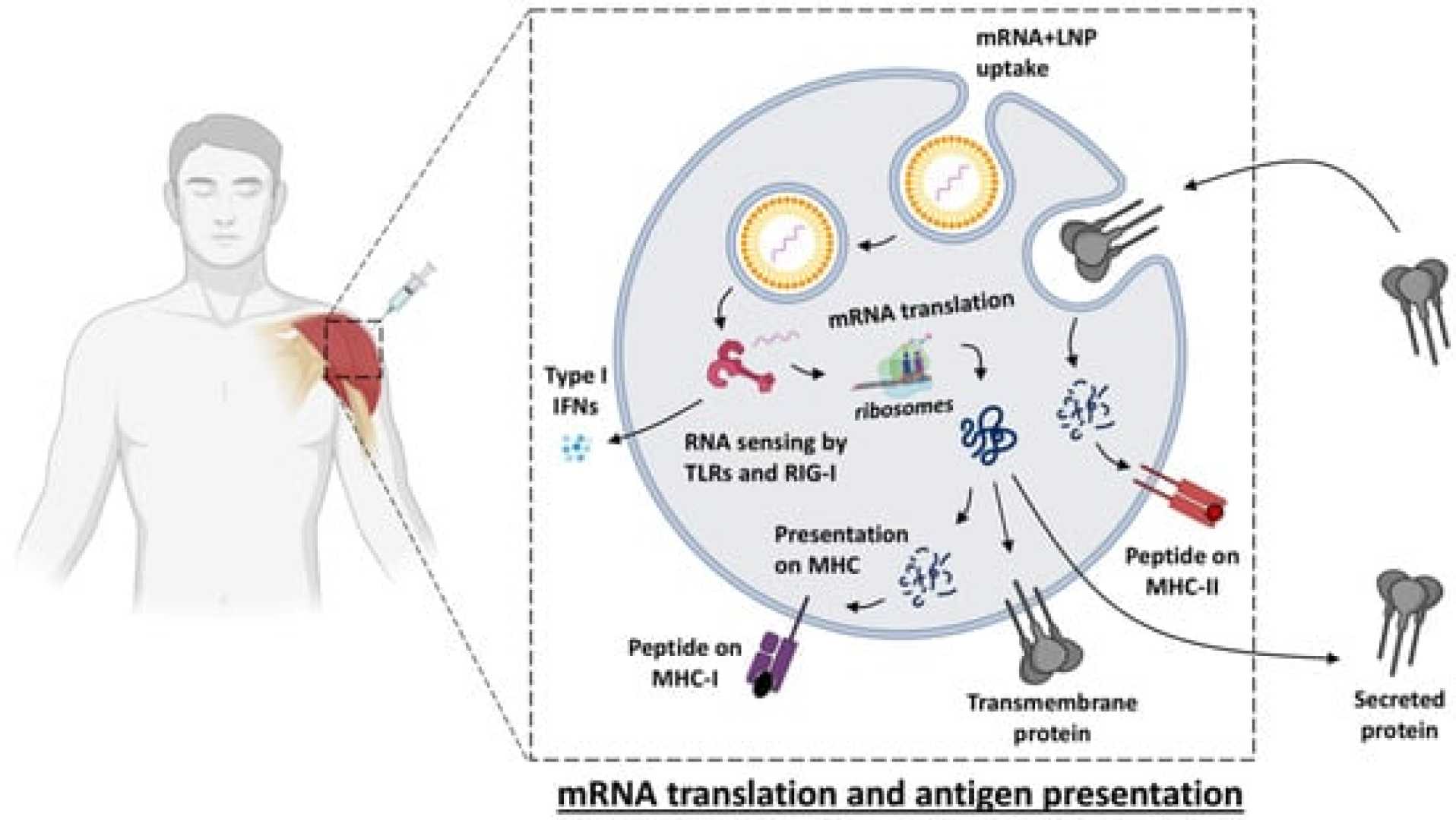 Mrna Vaccine Technology Research Singapore