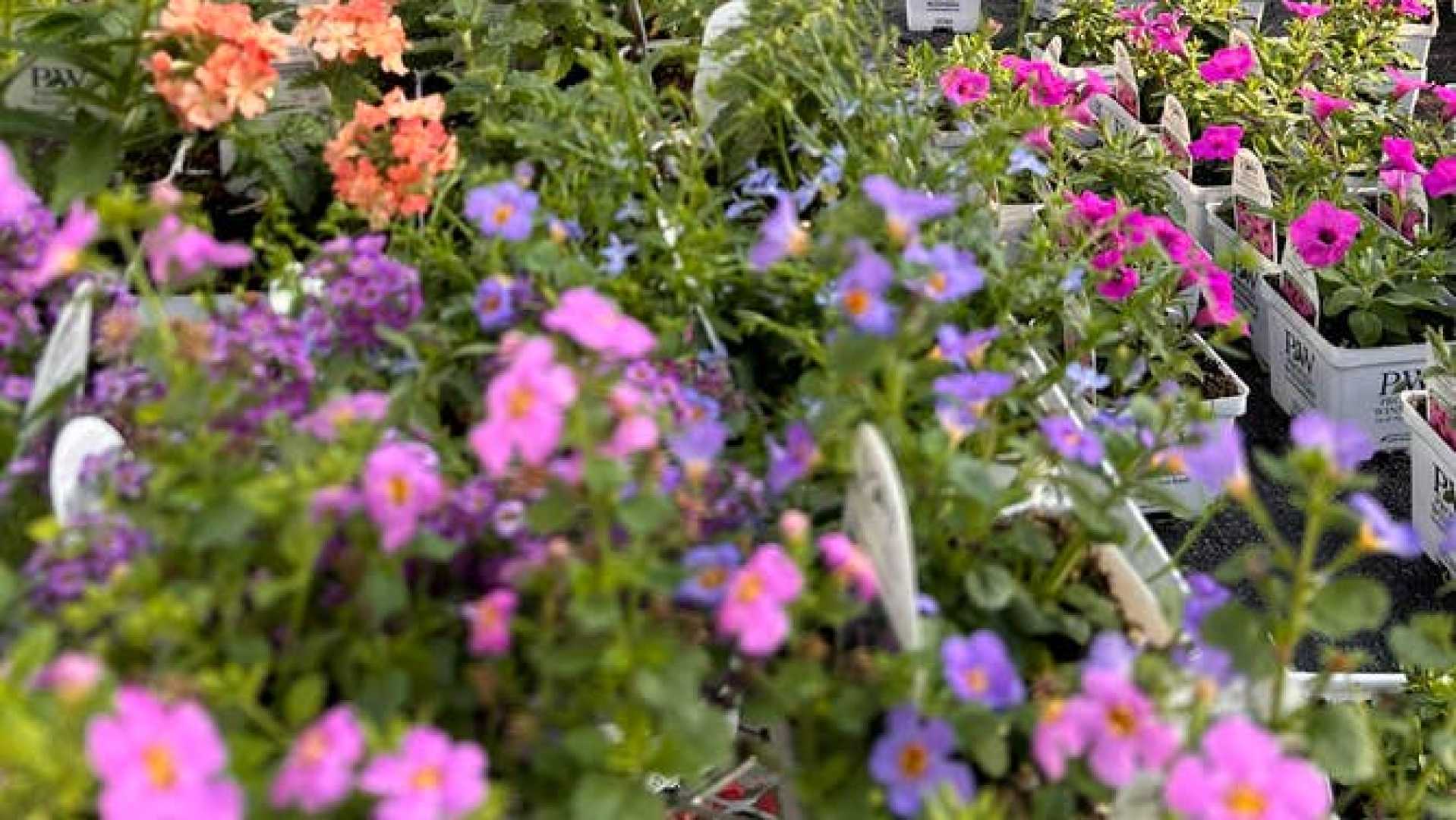 Mrs. Screencaps Planting Flowers And Baseball