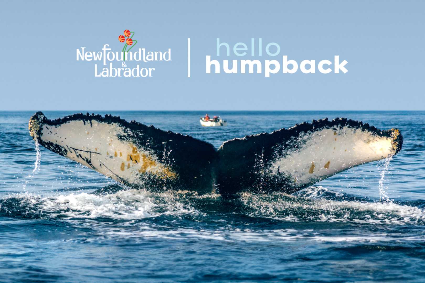 Newfoundland Humpback Whale Tracking