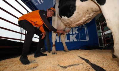 Pato O'ward Indianapolis 500 Cow Milking