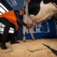 Pato O'ward Indianapolis 500 Cow Milking