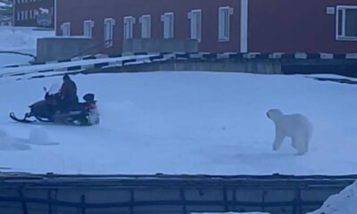 Polar Bear Chase Snowmobile Norway