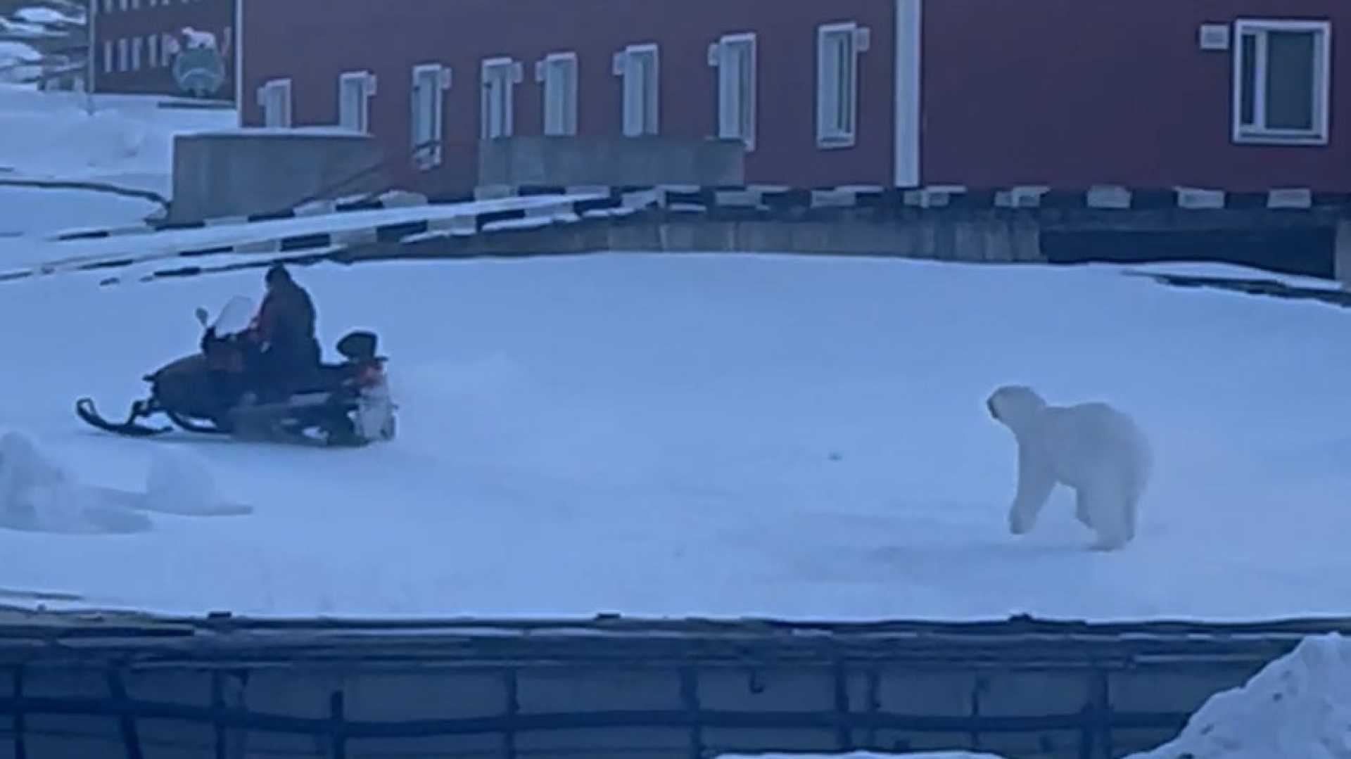 Polar Bear Chase Snowmobile Norway
