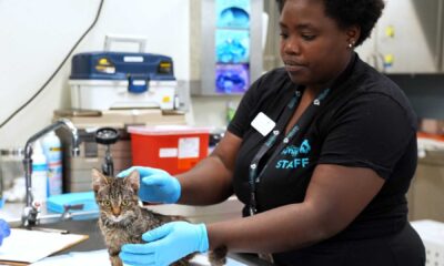 San Diego Humane Society Animal Intake