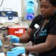 San Diego Humane Society Animal Intake