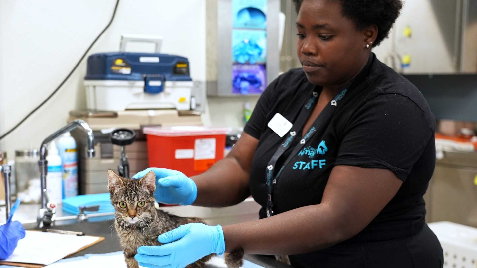 San Diego Humane Society Animal Intake