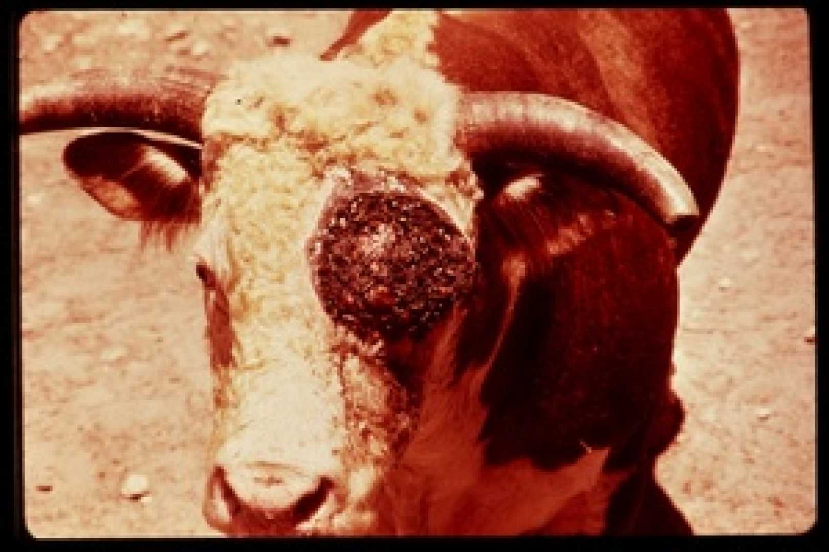 Screwworm Fly Impact Texas Cattle