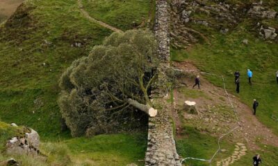 Sycamore Gap Tree Cutting Trial