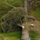 Sycamore Gap Tree Cutting Trial