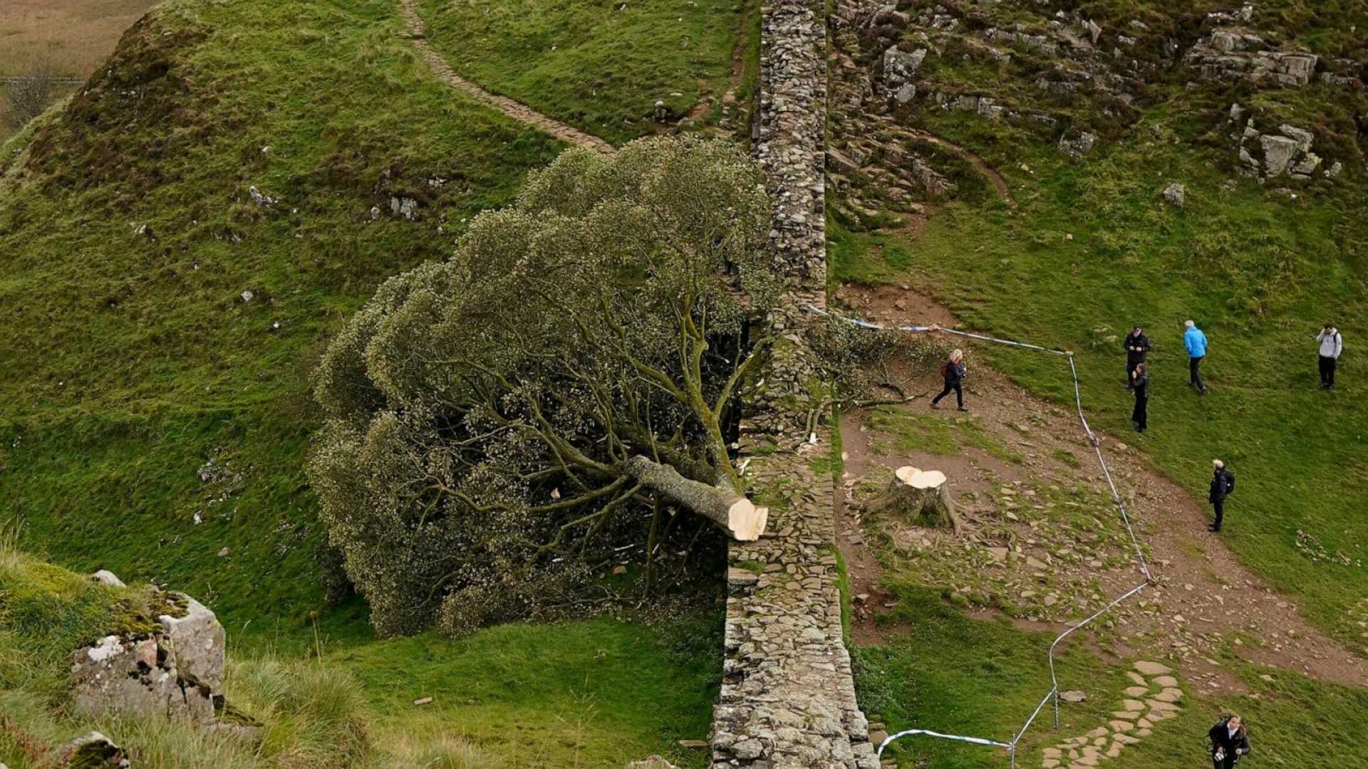 Sycamore Gap Tree Cutting Trial