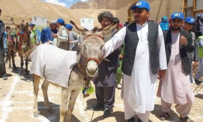 World Donkey Day Celebration Activities