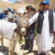 World Donkey Day Celebration Activities
