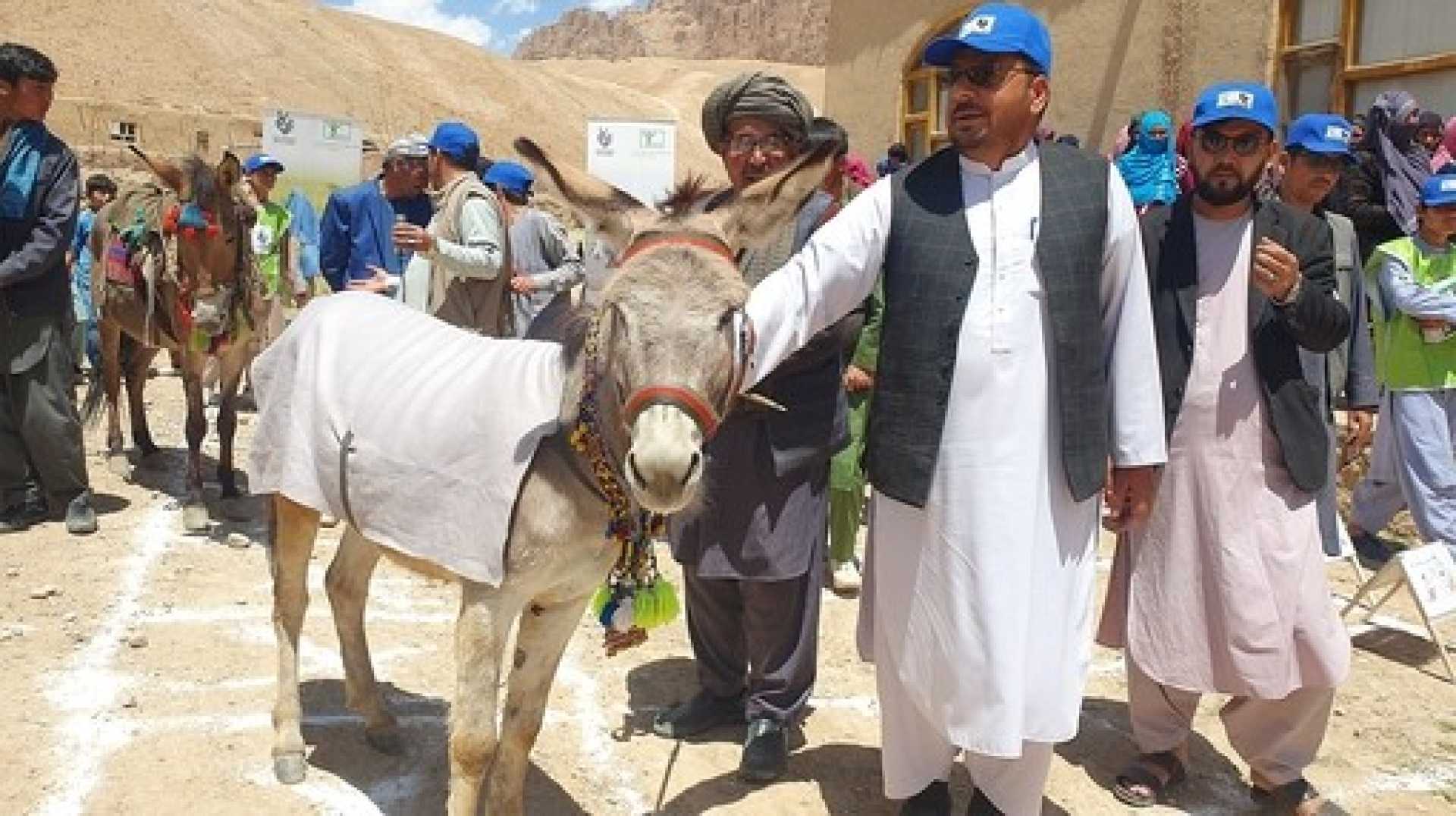 World Donkey Day Celebration Activities