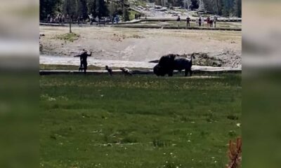 Yellowstone National Park Bison Attack