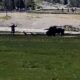 Yellowstone National Park Bison Attack
