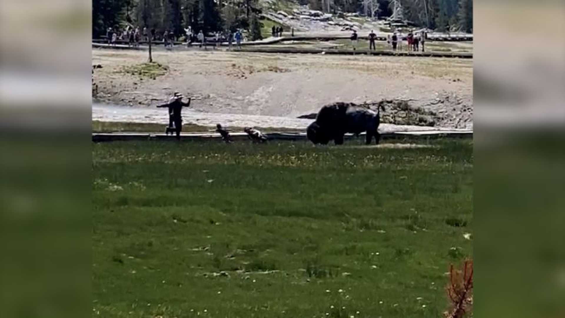 Yellowstone National Park Bison Attack